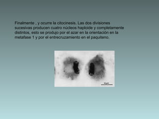 Finalmente , y ocurre la citocinesis. Las dos divisiones
sucesivas producen cuatro núcleos haploide y completamente
distintos, esto se produjo por el azar en la orientación en la
metafase 1 y por el entrecruzamiento en el paquiteno.

 