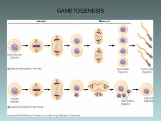 GAMETOGENESIS

 