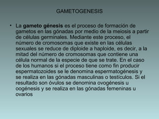 GAMETOGENESIS
• La gameto génesis es el proceso de formación de
gametos en las gónadas por medio de la meiosis a partir
de células germinales. Mediante este proceso, el
número de cromosomas que existe en las células
sexuales se reduce de diploide a haploide, es decir, a la
mitad del número de cromosomas que contiene una
célula normal de la especie de que se trate. En el caso
de los humanos si el proceso tiene como fin producir
espermatozoides se le denomina espermatogénesis y
se realiza en las gónadas masculinas o testículos. Si el
resultado son óvulos se denomina ovogénesis u
oogénesis y se realiza en las gónadas femeninas u
ovarios

 