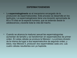 ESPERMATOGENESIS
•

La espermatogénesis es el mecanismo encargado de la
producción de espermatozoides. Este proceso se desarrolla en los
testículos. La espermatogénesis tiene una duración aproximada de
65 a 75 días en la especie humana, que se extiende desde la
adolescencia y durante toda la vida del macho.

•

Cuando se alcanza la madurez sexual las espermatogonias
aumentan de tamaño y se transforman en espermatocitos de primer
orden. En estas células se produce la Meiosis I. La primera división
de la misma da lugar a dos espermatocitos de segundo orden, y
éstos, tras Meiosis II, producen dos espermátidas cada uno. Las
cuatro células resultantes son ya haploide.

 