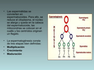 • Las espermátidas se
convierten en
espermatozoides. Para ello, se
reduce el citoplasma, el núcleo
se alarga y queda en la cabeza
del espermatozoide, las
mitocondrias se colocan en el
cuello y los centríolos originan
un flagelo.
• La espermatogénesis consta
de tres etapas bien definidas:
• Multiplicación
• Crecimiento
• Maduración

 