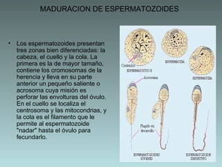 MADURACION DE ESPERMATOZOIDES

• Los espermatozoides presentan
tres zonas bien diferenciadas: la
cabeza, el cuello y la cola. La
primera es la de mayor tamaño,
contiene los cromosomas de la
herencia y lleva en su parte
anterior un pequeño saliente o
acrosoma cuya misión es
perforar las envolturas del óvulo.
En el cuello se localiza el
centrosoma y las mitocondrias, y
la cola es el filamento que le
permite al espermatozoide
"nadar" hasta el óvulo para
fecundarlo.

 