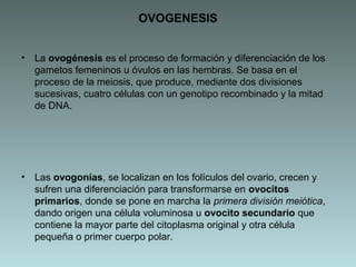 OVOGENESIS
•

La ovogénesis es el proceso de formación y diferenciación de los
gametos femeninos u óvulos en las hembras. Se basa en el
proceso de la meiosis, que produce, mediante dos divisiones
sucesivas, cuatro células con un genotipo recombinado y la mitad
de DNA.

•

Las ovogonias, se localizan en los folículos del ovario, crecen y
sufren una diferenciación para transformarse en ovocitos
primarios, donde se pone en marcha la primera división meiótica,
dando origen una célula voluminosa u ovocito secundario que
contiene la mayor parte del citoplasma original y otra célula
pequeña o primer cuerpo polar.

 