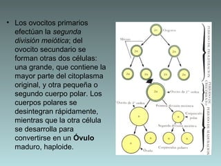 • Los ovocitos primarios
efectúan la segunda
división meiótica; del
ovocito secundario se
forman otras dos células:
una grande, que contiene la
mayor parte del citoplasma
original, y otra pequeña o
segundo cuerpo polar. Los
cuerpos polares se
desintegran rápidamente,
mientras que la otra célula
se desarrolla para
convertirse en un Óvulo
maduro, haploide.

 