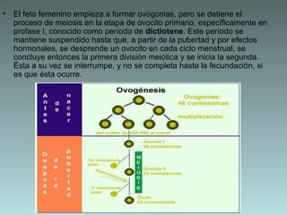 • El feto femenino empieza a formar ovogonias, pero se detiene el
proceso de meiosis en la etapa de ovocito primario, específicamente en
profase I, conocido como período de dictiotene. Este período se
mantiene suspendido hasta que, a partir de la pubertad y por efectos
hormonales, se desprende un ovocito en cada ciclo menstrual, se
concluye entonces la primera división meiótica y se inicia la segunda.
Ésta a su vez se interrumpe, y no se completa hasta la fecundación, si
es que ésta ocurre.

 