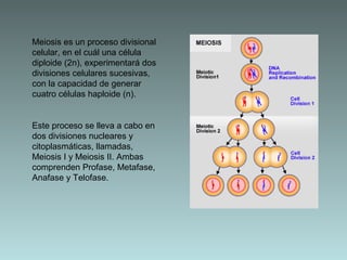 Meiosis es un proceso divisional
celular, en el cuál una célula
diploide (2n), experimentará dos
divisiones celulares sucesivas,
con la capacidad de generar
cuatro células haploide (n).

Este proceso se lleva a cabo en
dos divisiones nucleares y
citoplasmáticas, llamadas,
Meiosis I y Meiosis II. Ambas
comprenden Profase, Metafase,
Anafase y Telofase.

 