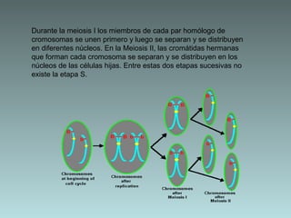 Durante la meiosis I los miembros de cada par homólogo de
cromosomas se unen primero y luego se separan y se distribuyen
en diferentes núcleos. En la Meiosis II, las cromátidas hermanas
que forman cada cromosoma se separan y se distribuyen en los
núcleos de las células hijas. Entre estas dos etapas sucesivas no
existe la etapa S.

 