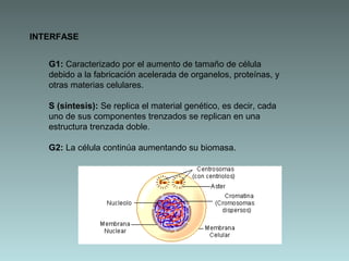 INTERFASE
G1: Caracterizado por el aumento de tamaño de célula
debido a la fabricación acelerada de organelos, proteínas, y
otras materias celulares.
S (síntesis): Se replica el material genético, es decir, cada
uno de sus componentes trenzados se replican en una
estructura trenzada doble.
G2: La célula continúa aumentando su biomasa.

 