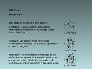 MEIOSIS 1:
PROFASE 1
Esta etapa se divide en 5 sub. etapas:
-Leptoteno: los cromosomas individuales
comienzan a condensar en filamentos largos
dentro del núcleo.

-Cigoteno: Los cromosomas homólogos
comienzan a acercarse hasta quedar apareados
en toda su longitud.

-Paquiteno: los cromosomas homólogos están
perfectamente apareados formando estructuras
que se denominan bivalentes se produce el
fenómeno de entrecruzamiento o crossing-over.

 
