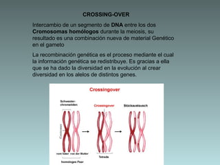 CROSSING-OVER
Intercambio de un segmento de DNA entre los dos
Cromosomas homólogos durante la meiosis, su
resultado es una combinación nueva de material Genético
en el gameto
La recombinación genética es el proceso mediante el cual
la información genética se redistribuye. Es gracias a ella
que se ha dado la diversidad en la evolución al crear
diversidad en los alelos de distintos genes.

 