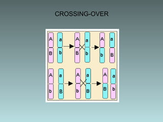 CROSSING-OVER

 