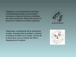-Diploteno: Los cromosomas continúan
condensándose hasta que se pueden
comenzar a observar las dos cromátidas
de cada cromosoma. Estas estructuras en
forma de X reciben el nombre quiasmas.

-Diacinesis: rompimiento de la membrana
nuclear. Durante toda la profase I continuó
la síntesis de RNA en el núcleo. Al final de
la diacinesis cesa la síntesis de RNA y
desaparece el nucleolo.

 