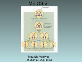 MEIOSIS

Mauricio Valdivia
Estudiante Bioquímica

 