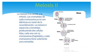 Meiosis II
La meiosis II es similar a la
mitosis. Las cromatidas de
cada cromosoma ya no son
idénticas en razón de la
recombinación. La meiosis II
separa las cromatidas
produciendo dos células
hijas, cada una con 23
cromosomas (haploide), y cada
cromosoma tiene solamente
una cromatida.

 
