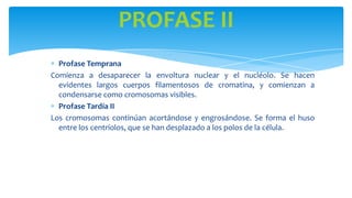 PROFASE II
Profase Temprana
Comienza a desaparecer la envoltura nuclear y el nucléolo. Se hacen
evidentes largos cuerpos filamentosos de cromatina, y comienzan a
condensarse como cromosomas visibles.
Profase Tardía II
Los cromosomas continúan acortándose y engrosándose. Se forma el huso
entre los centríolos, que se han desplazado a los polos de la célula.

 