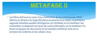 Metafase II
Las fibras del huso se unen a los cinetocóros de los cromosomas. Éstos
últimos se alinean a lo largo del plano ecuatorial de la célula. La primera y
segunda metafase pueden distinguirse con facilidad, en la metafase I las
cromatides se disponen en haces de cuatro (tétrada) y en la metafase II lo
hacen en grupos de dos (como en la metafase mitótica). Esto no es
siempre tan evidente en las células vivas.

 