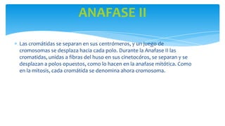 ANAFASE II
Las cromátidas se separan en sus centrómeros, y un juego de
cromosomas se desplaza hacia cada polo. Durante la Anafase II las
cromatidas, unidas a fibras del huso en sus cinetocóros, se separan y se
desplazan a polos opuestos, como lo hacen en la anafase mitótica. Como
en la mitosis, cada cromátida se denomina ahora cromosoma.

 