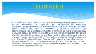 TELOFASE II
En la telofase II hay un miembro de cada par homologo en cada polo. Cada uno
es un cromosoma no duplicado. Se reensamblan las envolturas
nucleares, desaparece el huso acromático, los cromosomas se alargan en forma
gradual para formar hilos de cromatina, y ocurre la citocinesis. Los
acontecimientos de la profase se invierten al formarse de nuevo los nucleolos, y
la división celular se completa cuando la citocinesis ha producidos dos células
hijas. Las dos divisiones sucesivas producen cuatro núcleos haploide, cada uno
con un cromosoma de cada tipo. Cada célula resultante haploide tiene una
combinación de genes distinta. Esta variación genética tiene dos fuentes: 1.Durante la meiosis, los cromosomas maternos y paternos se barajan, de modo
que cada uno de cada par se distribuye al azar en los polos de la anafase I. 2.- Se
intercambian segmentos de ADN.

 