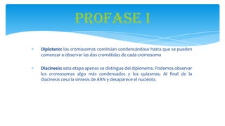 Profase I
Diploteno: los cromosomas continúan condensándose hasta que se pueden
comenzar a observar las dos cromátidas de cada cromosoma
Diacinesis: esta etapa apenas se distingue del diplonema. Podemos observar
los cromosomas algo más condensados y los quiasmas. Al final de la
diacinesis cesa la síntesis de ARN y desaparece el nucléolo.

 