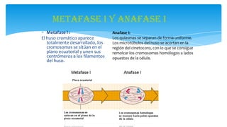 Metafase I y Anafase I
Metafase l :
El huso cromático aparece
totalmente desarrollado, los
cromosomas se sitúan en el
plano ecuatorial y unen sus
centrómeros a los filamentos
del huso.

Anafase I:
Los quiasmas se separan de forma uniforme.
Los microtúbulos del huso se acortan en la
región del cinetocoro, con lo que se consigue
remolcar los cromosomas homólogos a lados
opuestos de la célula.

 