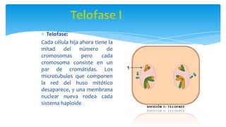 Telofase I
Telofase:
Cada célula hija ahora tiene la
mitad
del
número
de
cromosomas
pero
cada
cromosoma consiste en un
par de cromátidas. Los
microtubulos que componen
la red del huso mitótico
desaparece, y una membrana
nuclear nueva rodea cada
sistema haploide

 
