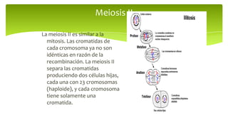 Meiosis II
La meiosis II es similar a la
mitosis. Las cromatidas de
cada cromosoma ya no son
idénticas en razón de la
recombinación. La meiosis II
separa las cromatidas
produciendo dos células hijas,
cada una con 23 cromosomas
(haploide), y cada cromosoma
tiene solamente una
cromatida.

 