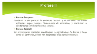 Profase II
Profase Temprana
Comienza a desaparecer la envoltura nuclear y el nucléolo. Se hacen
evidentes largos cuerpos filamentosos de cromatina, y comienzan a
condensarse como cromosomas visibles.
Profase Tardía II
Los cromosomas continúan acortándose y engrosándose. Se forma el huso
entre los centríolos, que se han desplazado a los polos de la célula.

 