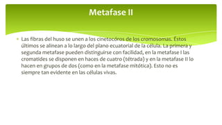 Metafase II
Las fibras del huso se unen a los cinetocóros de los cromosomas. Éstos
últimos se alinean a lo largo del plano ecuatorial de la célula. La primera y
segunda metafase pueden distinguirse con facilidad, en la metafase I las
cromatides se disponen en haces de cuatro (tétrada) y en la metafase II lo
hacen en grupos de dos (como en la metafase mitótica). Esto no es
siempre tan evidente en las células vivas.

 