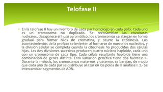 Telofase II
En la telofase II hay un miembro de cada par homologo en cada polo. Cada uno
es un cromosoma no duplicado. Se reensamblan las envolturas
nucleares, desaparece el huso acromático, los cromosomas se alargan en forma
gradual para formar hilos de cromatina, y ocurre la citocinesis. Los
acontecimientos de la profase se invierten al formarse de nuevo los nucleolos, y
la división celular se completa cuando la citocinesis ha producidos dos células
hijas. Las dos divisiones sucesivas producen cuatro núcleos haploide, cada uno
con un cromosoma de cada tipo. Cada célula resultante haploide tiene una
combinación de genes distinta. Esta variación genética tiene dos fuentes: 1.Durante la meiosis, los cromosomas maternos y paternos se barajan, de modo
que cada uno de cada par se distribuye al azar en los polos de la anafase I. 2.- Se
intercambian segmentos de ADN.

 