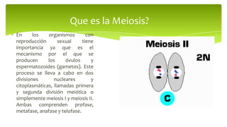 Que es la Meiosis?
En
los
organismos
con
reproducción
sexual
tiene
importancia ya que es el
mecanismo por el que se
producen
los
óvulos
y
espermatozoides (gametos). Este
proceso se lleva a cabo en dos
divisiones
nucleares
y
citoplasmáticas, llamadas primera
y segunda división meiótica o
simplemente meiosis I y meiosis II.
Ambas comprenden profase,
metafase, anafase y telofase.

 
