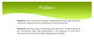 Profase I
Diploteno: los cromosomas continúan condensándose hasta que se pueden
comenzar a observar las dos cromátidas de cada cromosoma
Diacinesis: esta etapa apenas se distingue del diplonema. Podemos observar
los cromosomas algo más condensados y los quiasmas. Al final de la
diacinesis cesa la síntesis de ARN y desaparece el nucléolo.

 