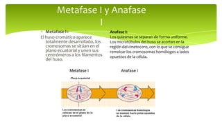 Metafase I y Anafase
I
Metafase l :
El huso cromático aparece
totalmente desarrollado, los
cromosomas se sitúan en el
plano ecuatorial y unen sus
centrómeros a los filamentos
del huso.

Anafase I:
Los quiasmas se separan de forma uniforme.
Los microtúbulos del huso se acortan en la
región del cinetocoro, con lo que se consigue
remolcar los cromosomas homólogos a lados
opuestos de la célula.

 