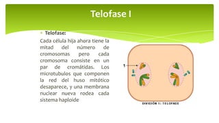Telofase I
Telofase:
Cada célula hija ahora tiene la
mitad
del
número
de
cromosomas
pero
cada
cromosoma consiste en un
par de cromátidas. Los
microtubulos que componen
la red del huso mitótico
desaparece, y una membrana
nuclear nueva rodea cada
sistema haploide

 