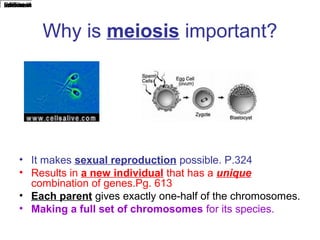 just-say-no
true
f
tg/stores/d
communit
rate-item
cust-rec
cavorite-lis
nm/justsay
GET

Why is meiosis important?

• It makes sexual reproduction possible. P.324
• Results in a new individual that has a unique
combination of genes.Pg. 613
• Each parent gives exactly one-half of the chromosomes.
• Making a full set of chromosomes for its species.

 