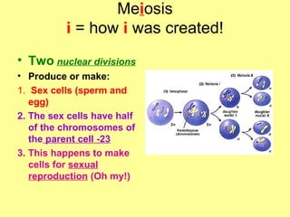 Meiosis
i = how i was created!
• Two nuclear divisions
• Produce or make:
1. Sex cells (sperm and
egg)
2. The sex cells have half
of the chromosomes of
the parent cell -23
3. This happens to make
cells for sexual
reproduction (Oh my!)

 