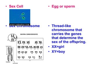 • Sex Cell

• Egg or sperm

• Sex Chromosome

• Thread-like
chromosome that
carries the genes
that determine the
sex of the offspring.
• XX=girl
• XY=boy

 
