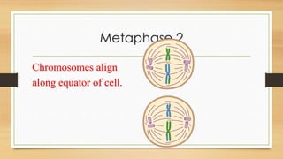 Meiosis | PPTX