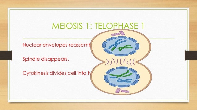 what happens in meiosis during telophase i what happens in meiosis during telophase i