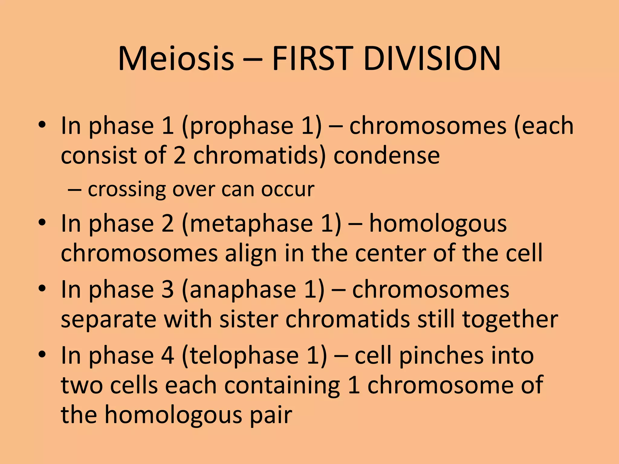 Meiosis – FIRST DIVISION
• In phase 1 (prophase 1) – chromosomes (each
consist of 2 chromatids) condense
– crossing over can occur
• In phase 2 (metaphase 1) – homologous
chromosomes align in the center of the cell
• In phase 3 (anaphase 1) – chromosomes
separate with sister chromatids still together
• In phase 4 (telophase 1) – cell pinches into
two cells each containing 1 chromosome of
the homologous pair
 
