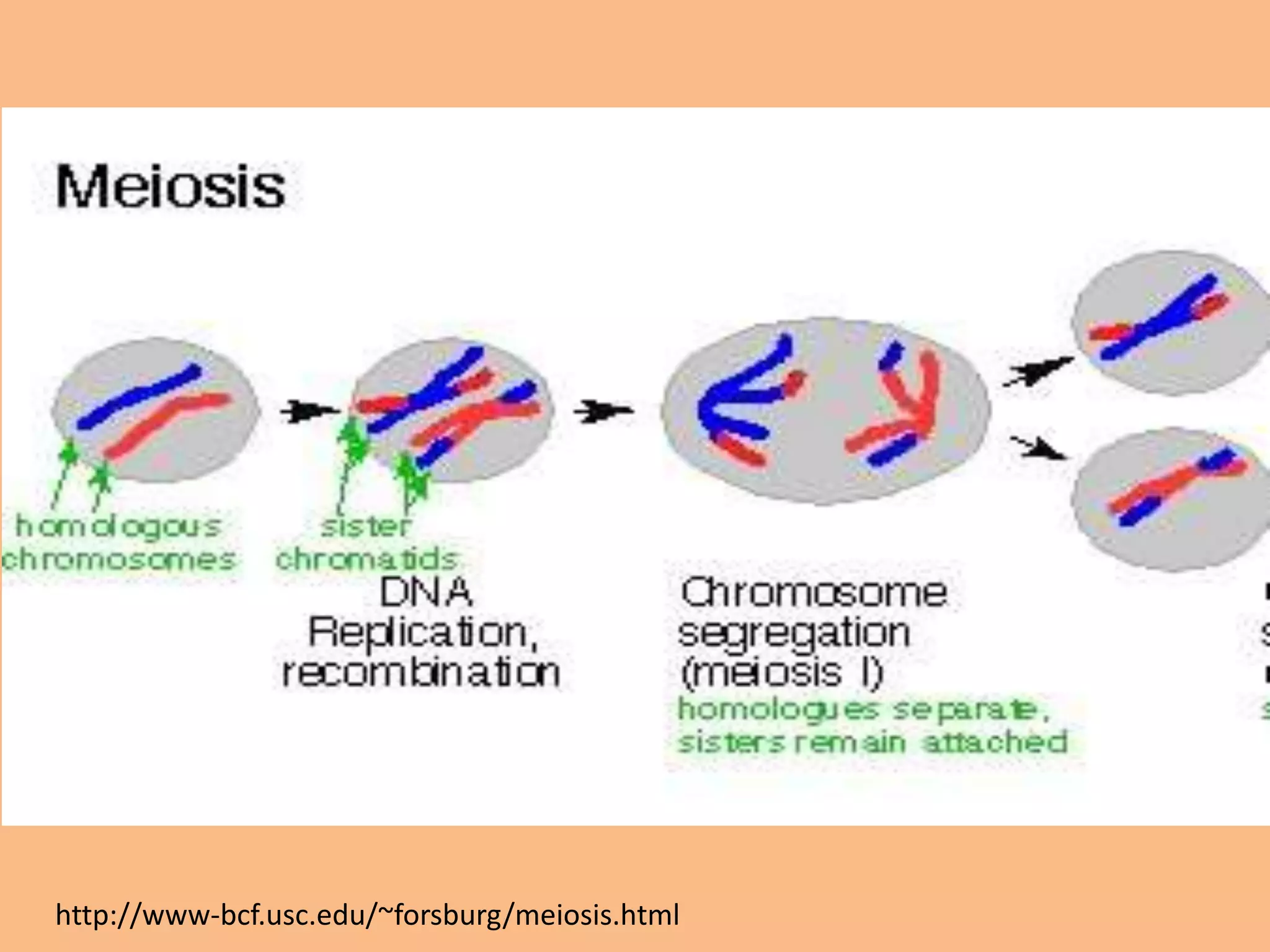 http://www-bcf.usc.edu/~forsburg/meiosis.html
 