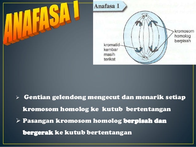 5 2 Meiosis Pembahagian Sel