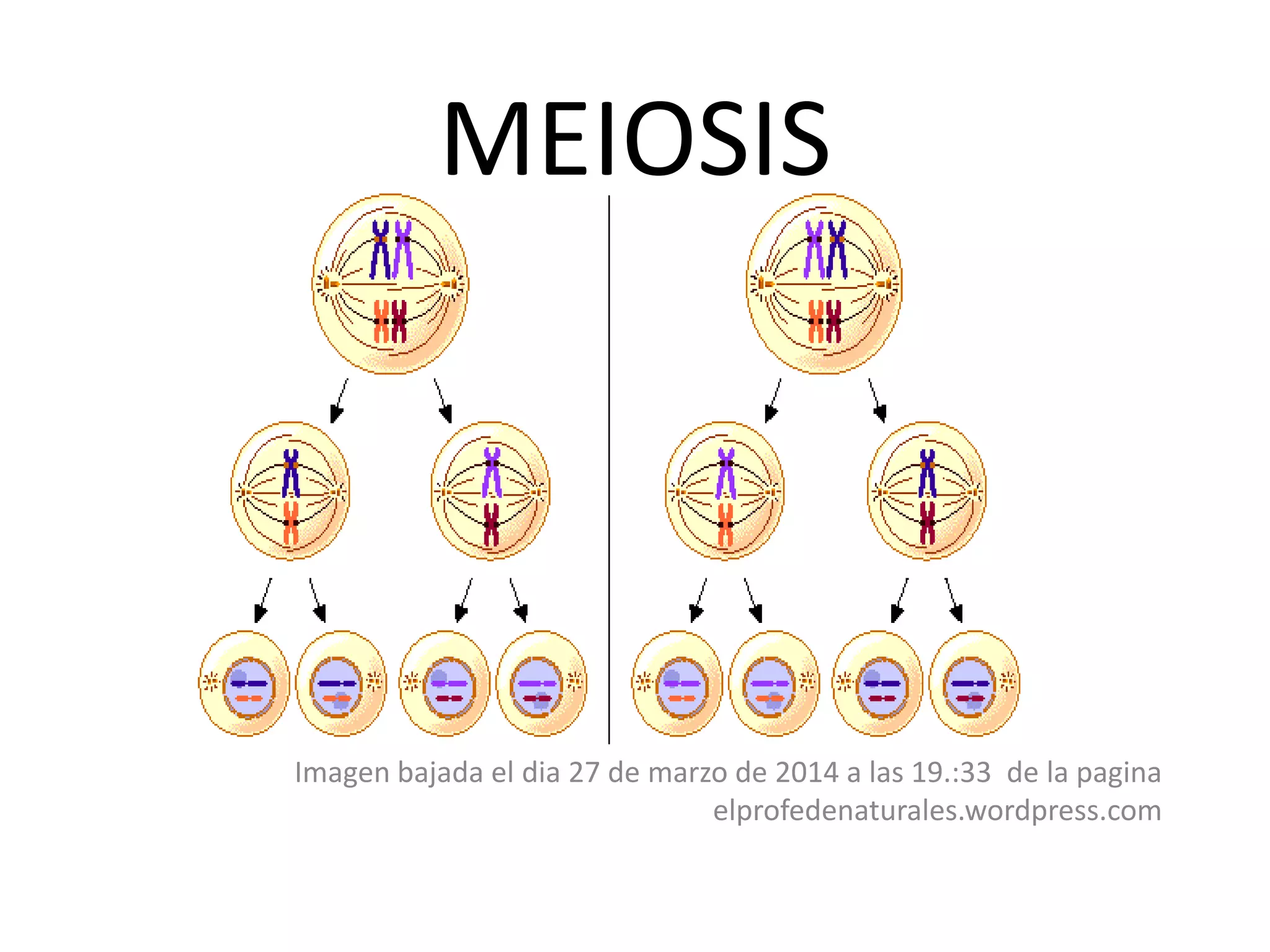 MEIOSIS
Imagen bajada el dia 27 de marzo de 2014 a las 19.:33 de la pagina
elprofedenaturales.wordpress.com