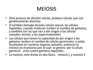 MEIOSIS
• Otro proceso de división celular, produce células que son
genéticamente distintas.
• O también llamada división celular sexual, las células
haploides, cuando maduran reciben el nombre de gametos,
y también son las que van a dar origen a las células
sexuales: óvulos, y los espermatozoides
• Las células que tienen la capacidad de dar origen a los
gametos reciben el nombre de células germinales, y están
localizadas en nuestros órganos sexuales, entonces la
meiosis es el proceso por el cual se genera por la célula
germinal unos cuatro gametos haploides .
• La meiosis, esta divida en dos fases: meiosis I, y meiosis II