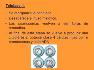 Telofase II: 
• Se reorganiza la carioteca. 
• Desaparece el huso meiótico. 
• Los cromosomas vuelven a ser fibras de 
cromatina. 
• Al final de esta etapa se vuelve a producir una 
citodiéresis, obteniéndose 4 células hijas con n 
cromosomas y c de ADN. 
 