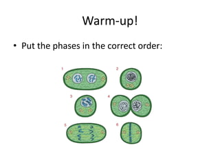 Warm-up! 
• Put the phases in the correct order: 
 