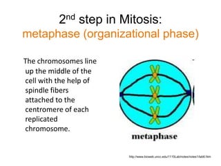 2nd step in Mitosis: 
metaphase (organizational phase) 
The chromosomes line 
up the middle of the 
cell with the help of 
spindle fibers 
attached to the 
centromere of each 
replicated 
chromosome. 
http://www.bioweb.uncc.edu/1110Lab/notes/notes1/lab6.htm 
 