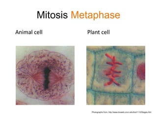 Mitosis Metaphase 
Animal cell Plant cell 
Photographs from: http://www.bioweb.uncc.edu/biol1110/Stages.htm 
 