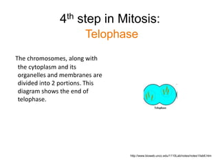 4th step in Mitosis: 
Telophase 
The chromosomes, along with 
the cytoplasm and its 
organelles and membranes are 
divided into 2 portions. This 
diagram shows the end of 
telophase. 
http://www.bioweb.uncc.edu/1110Lab/notes/notes1/lab6.htm 
 