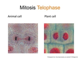 Mitosis Telophase 
Animal cell Plant cell 
Photographs from: http://www.bioweb.uncc.edu/biol1110/Stages.htm 
 