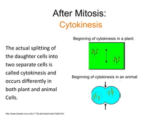 After Mitosis: 
Cytokinesis 
The actual splitting of 
the daughter cells into 
two separate cells is 
called cytokinesis and 
occurs differently in 
both plant and animal 
Cells. 
Beginning of cytokinesis in a plant: 
Beginning of cytokinesis in an animal: 
http://www.bioweb.uncc.edu/1110Lab/notes/notes1/lab6.htm 
 